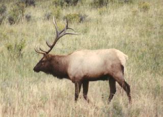 Bull Elk